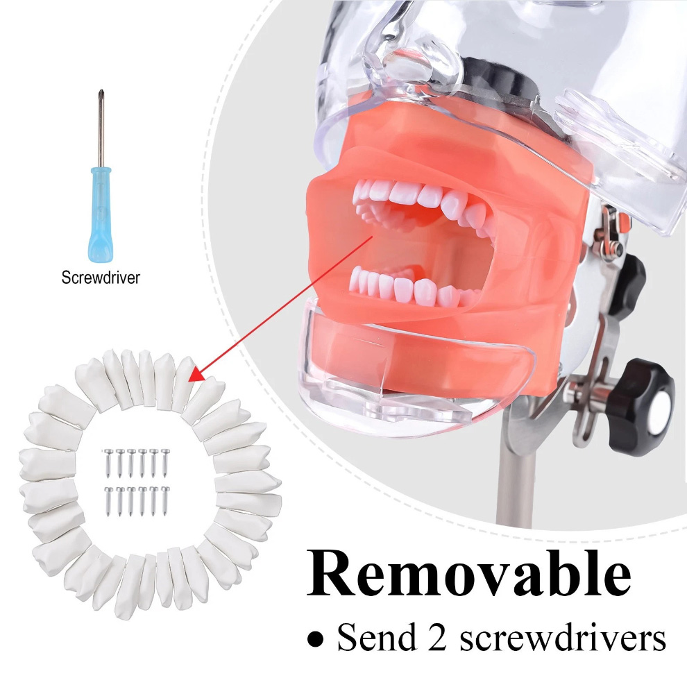 Dental Phantom Head Manikin Model with 28Pcs/32Pcs Teeth Typodont and FE Articulator Compatible with Nissin Kilgore